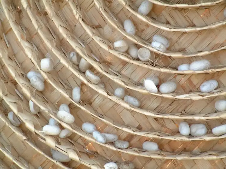 نخ ابریشم طبیعی